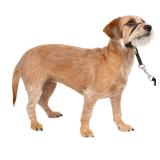 PetSafe Gentle Leader Headcollar - Small Black
