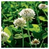 Outsidepride White Dutch Clover Seed, 2 lbs
