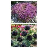 Exotic Roses and Creeping Thyme seed packets