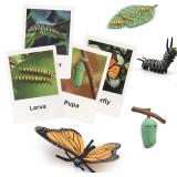 Montessori Life Cycle Animal Figures
