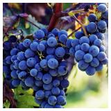 Heirloom Purple Concord Grape Vine Seeds (100+)