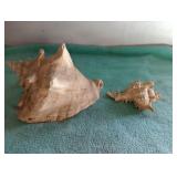 Conch Shells