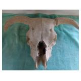 Bison skull
