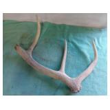 Elk antler