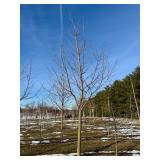 Dogwood Hill's Annual Spring Tree Auction: Live & Online!