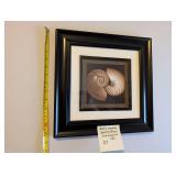 Sepia Nautilus Seashell/Fossil Framed Art (b)