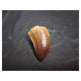 Fossilized Mosasaur Tooth