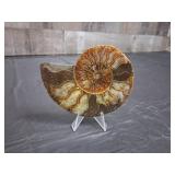 Polished 4' Split Ammonite Fossil Madagascar