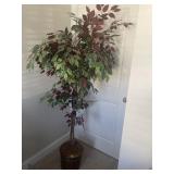 6 foot ficus tree