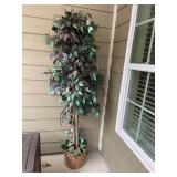 Focus tree  on patio 6