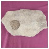 Rock with what appears to be Pertified Poop!