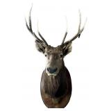 Bull Elk Shoulder Mount
