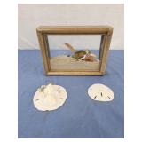 8x6.5 sand shell shadow box , sand dollar, shell