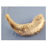 RAM HORN SHOFAR