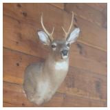6pt Deer Mount