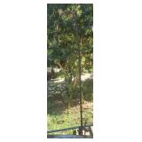 Plant hook attaches to deck