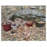 Plastic planters with rose bushes