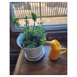 Real house plant and plastic watering can