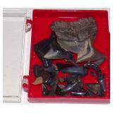 Small Box of Sharks Teeth