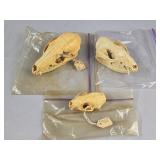 3 Animal Skulls
