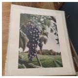Patricia Hobson. "Wine Country" artwork 22 x 18.