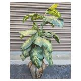 Artificial Dieffenbachia Plant -  approx 40"
