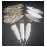 Turkey Feathers
