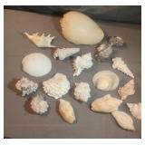 Sea shells
