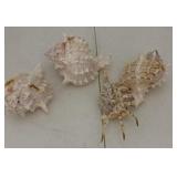 pink mouth MUREX shells set of four good