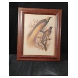 Vintage "Greater Bird of Paradise" framed artwork