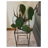 Peace lily plant on 11x18 stand