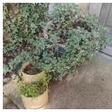 Planters and plants. 4 total