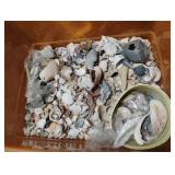 Sea shells