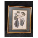 Reproduction of "Magnolia Folis" by George Ehret.