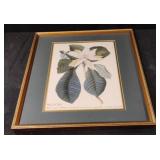 Reproduction of "Magnolia Folis" by George Ehret.