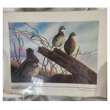 The Wildlife Collection. 16 X 20 Bobbie Quail.