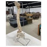 Spine Vertebral Model w/ Stand