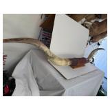 #1 HUGE 75" Longhorn Steer Horn Mount