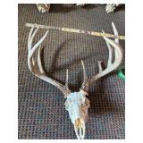 European Mount 12 pt Whitetail Deer