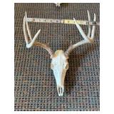 European Mount 8 pt Whitetail Deer