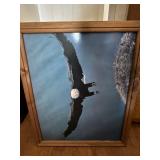 Eagle, Tiger pictures etc