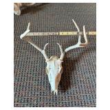 European Mount 7 pt whitetail deer