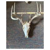 European Mount 8 point Whitetail Deer