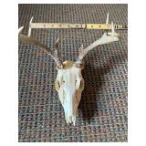 European Mount 7pt Whitetail Deer