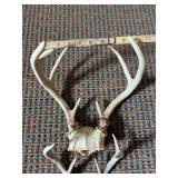Whitetail antlers 5pt & 7 pt deer