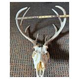 European Mount 8 pt Deer
