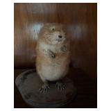 Vintage Taxidermy Muskrat on wooden base