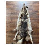 Coyote Pelt