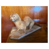 Vintage taxidermy Weasel/Mink
