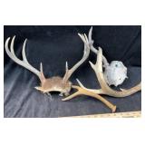 Antlers